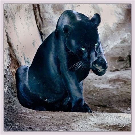 dark panthera